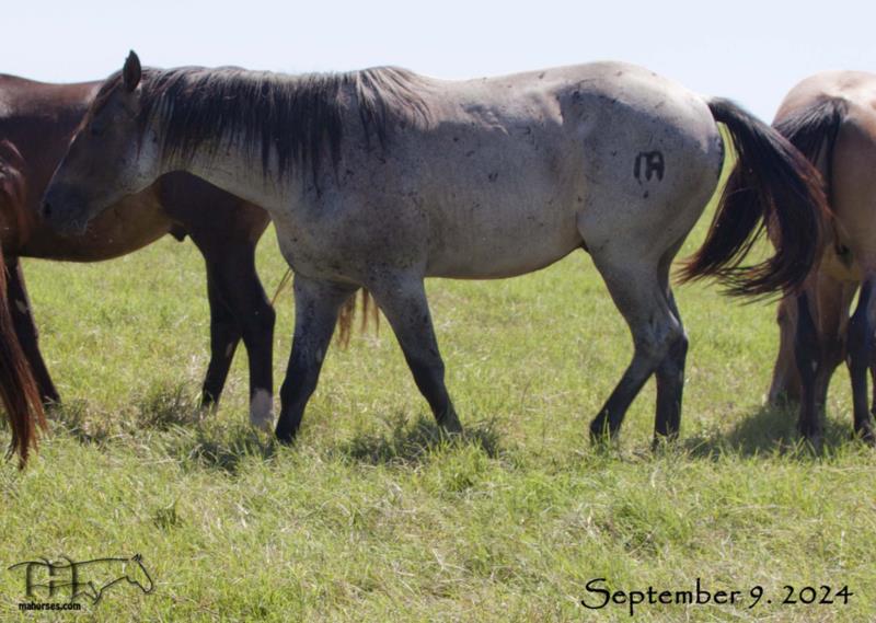 Blue Tac's 2022 bay roan colt
